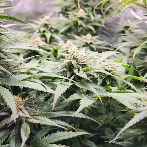 Animal Mints growlog timeline photo