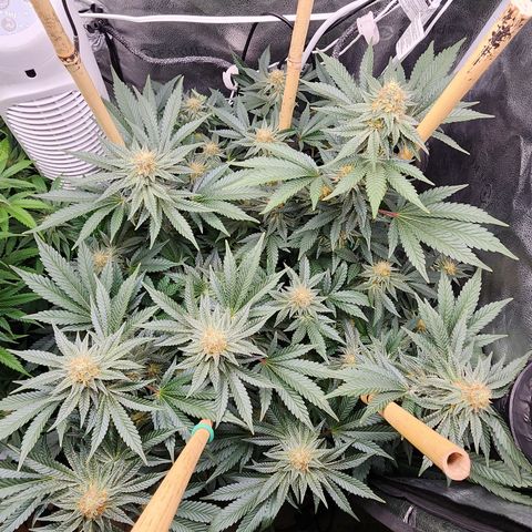 THC Bomb growlog timeline photo