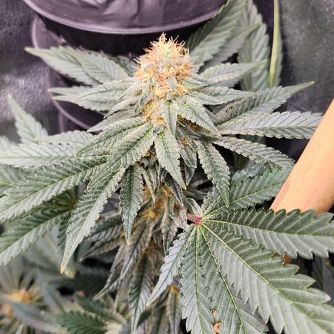 THC Bomb growlog timeline photo