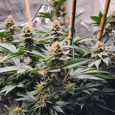 THC Bomb growlog timeline photo
