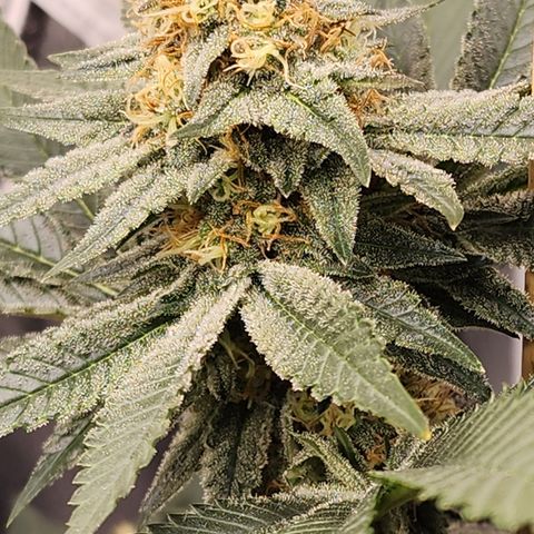 THC Bomb growlog timeline photo