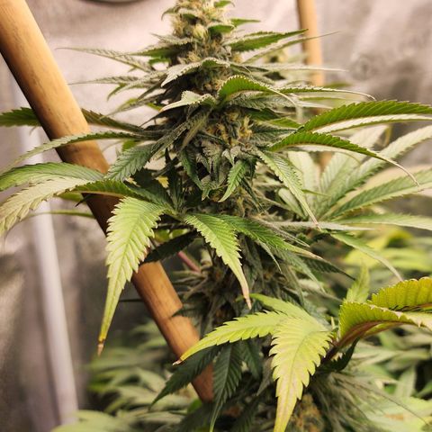 Animal Mints growlog timeline photo