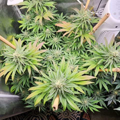 Animal Mints growlog timeline photo