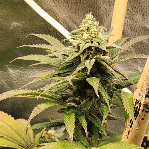 Animal Mints growlog timeline photo