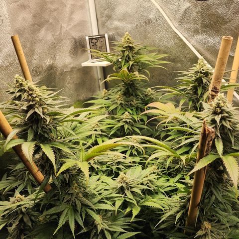 Animal Mints growlog timeline photo