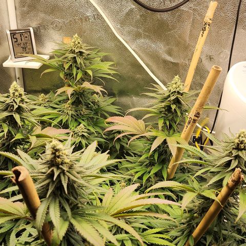 Animal Mints growlog timeline photo