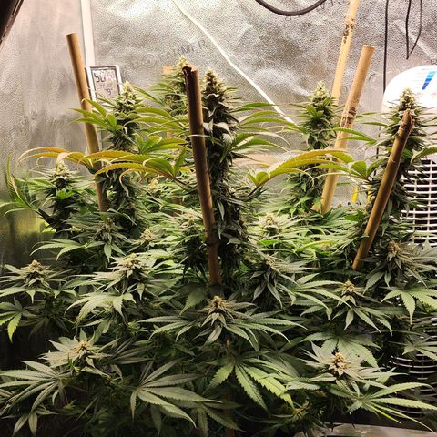 Animal Mints growlog timeline photo