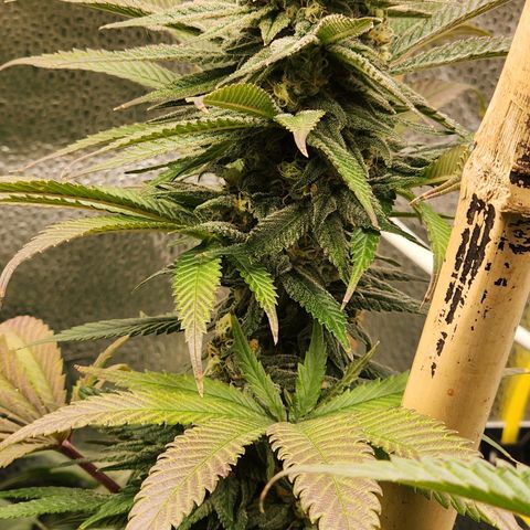 Animal Mints growlog timeline photo