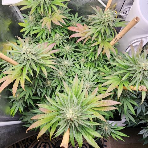 Animal Mints growlog timeline photo