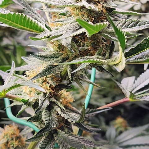 THC Bomb growlog timeline photo