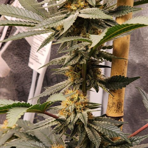 THC Bomb growlog timeline photo