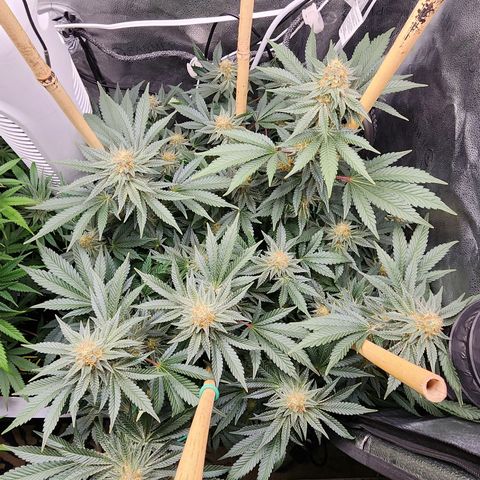 THC Bomb growlog timeline photo