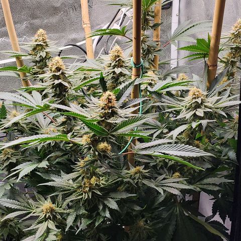 THC Bomb growlog timeline photo