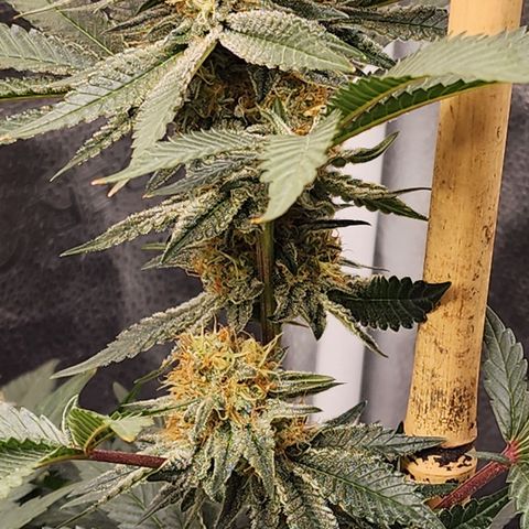 THC Bomb growlog timeline photo
