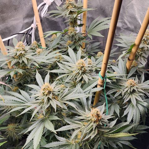 THC Bomb growlog timeline photo