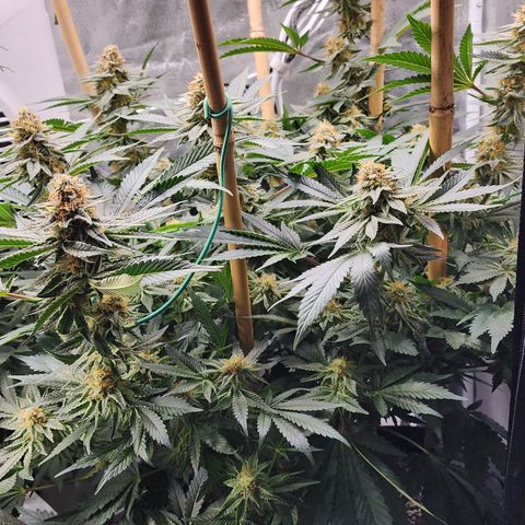 THC Bomb growlog timeline photo