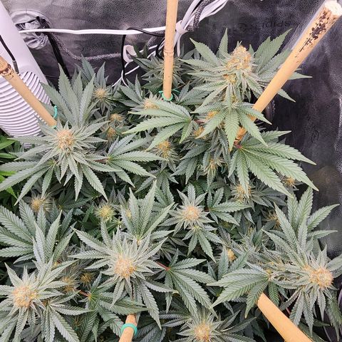 THC Bomb growlog timeline photo
