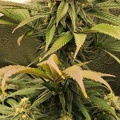 Animal Mints growlog timeline photo