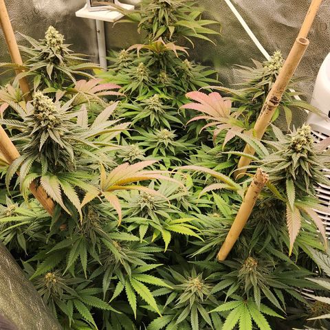 Animal Mints growlog timeline photo