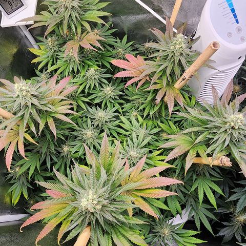 Animal Mints growlog timeline photo