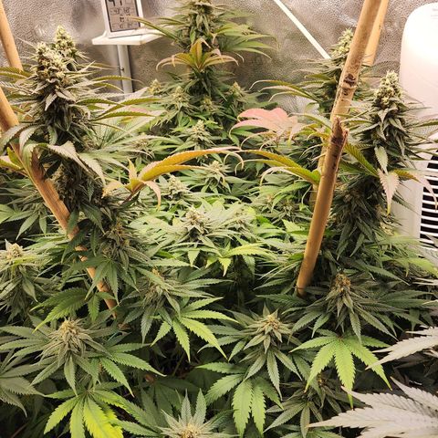 Animal Mints growlog timeline photo