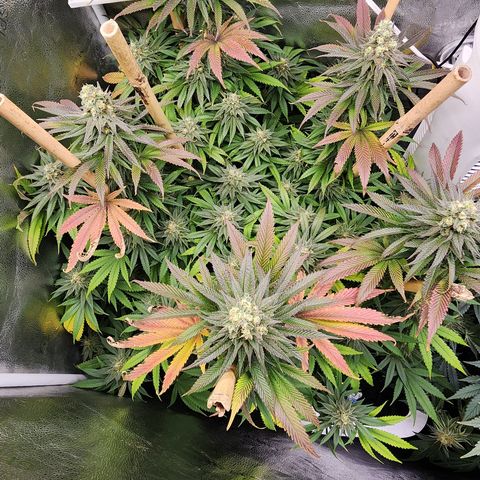 Animal Mints growlog timeline photo