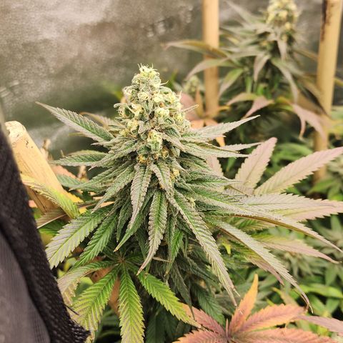 Animal Mints growlog timeline photo