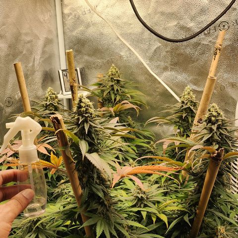 Animal Mints growlog timeline photo