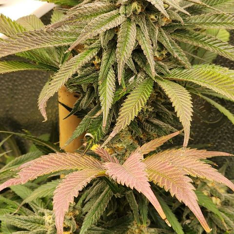 Animal Mints growlog timeline photo