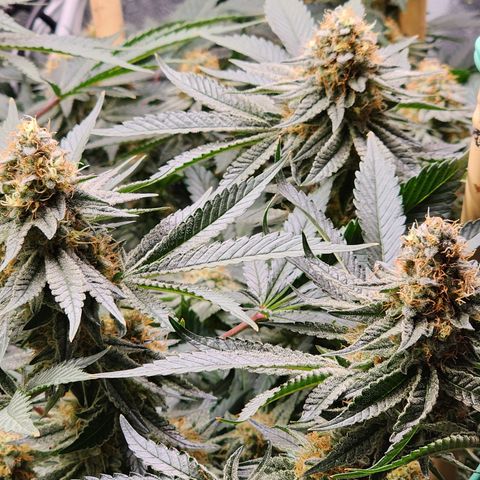 THC Bomb growlog timeline photo