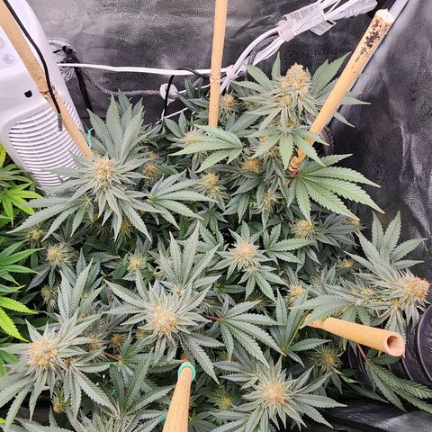 THC Bomb growlog timeline photo