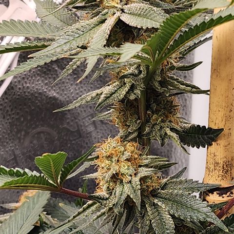THC Bomb growlog timeline photo