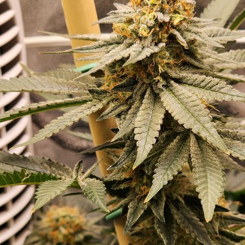 THC Bomb growlog timeline photo