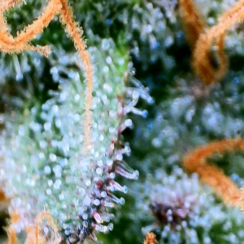 THC Bomb growlog timeline photo