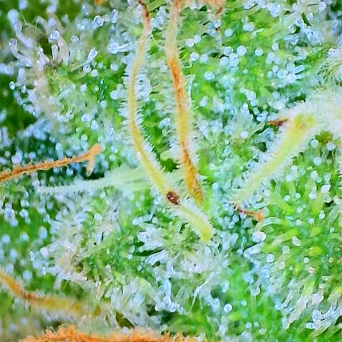 THC Bomb growlog timeline photo