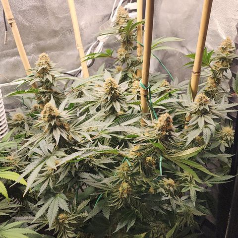 THC Bomb growlog timeline photo