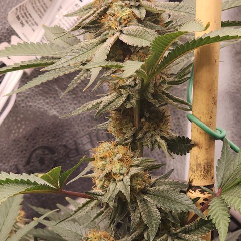 THC Bomb growlog timeline photo