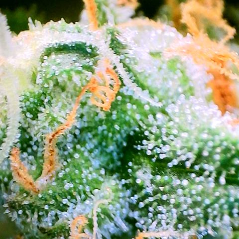 Animal Mints growlog timeline photo