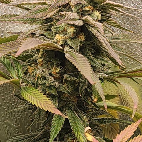 Animal Mints growlog timeline photo