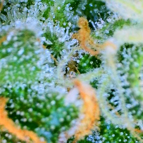 Animal Mints growlog timeline photo