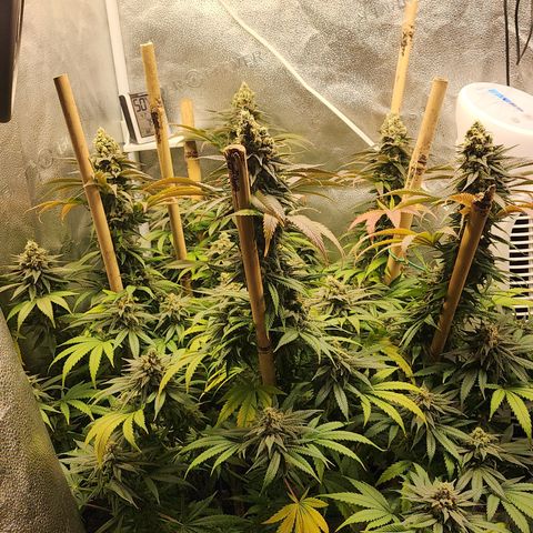 Animal Mints growlog timeline photo