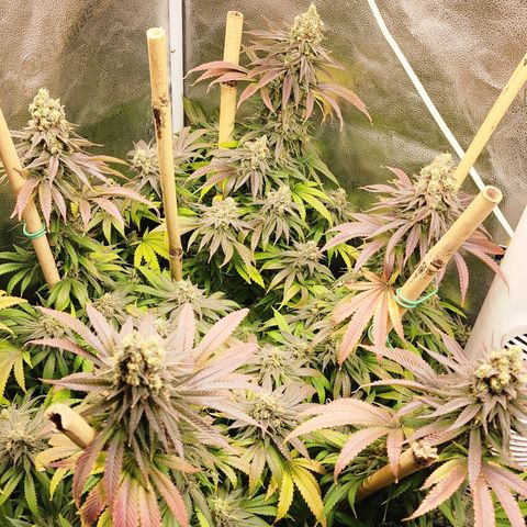 Animal Mints growlog timeline photo