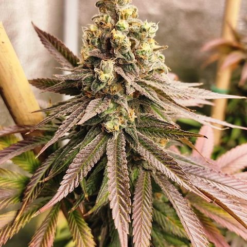Animal Mints growlog timeline photo
