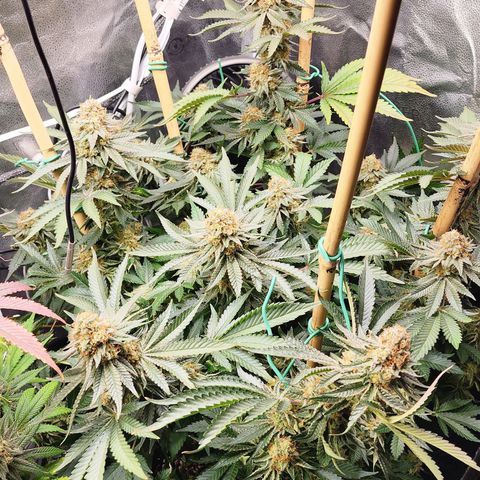 THC Bomb growlog timeline photo