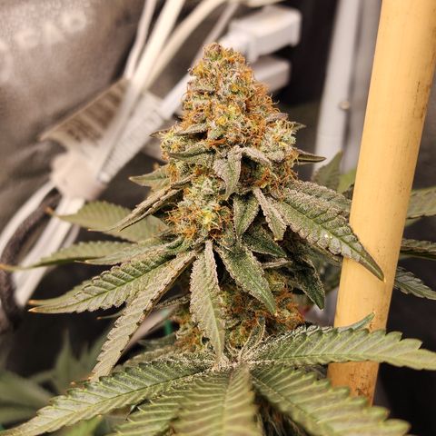 THC Bomb growlog timeline photo