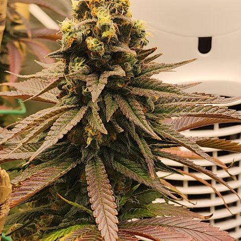 Animal Mints growlog timeline photo