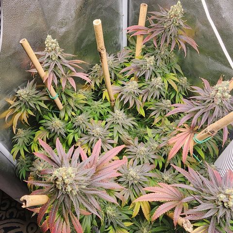 Animal Mints growlog timeline photo
