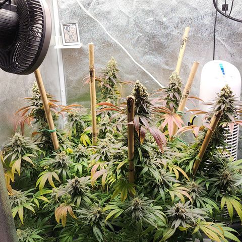 Animal Mints growlog timeline photo