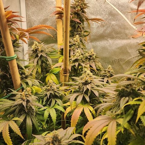 Animal Mints growlog timeline photo