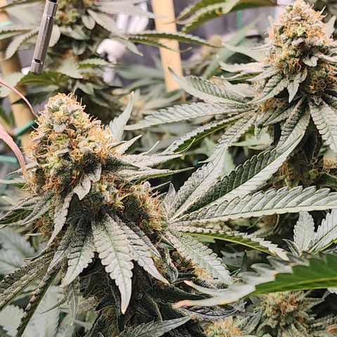 THC Bomb growlog timeline photo